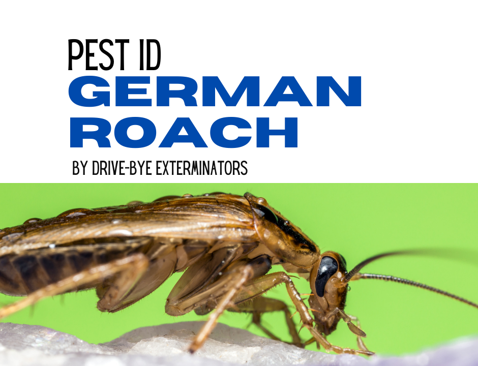 German Roach