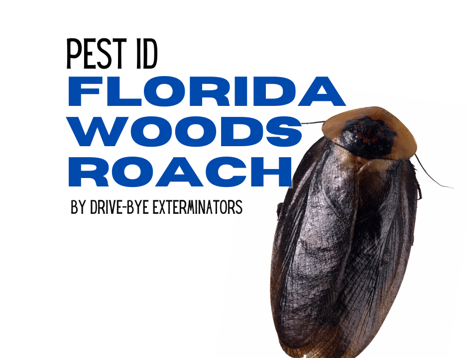 Florida Woods Roach