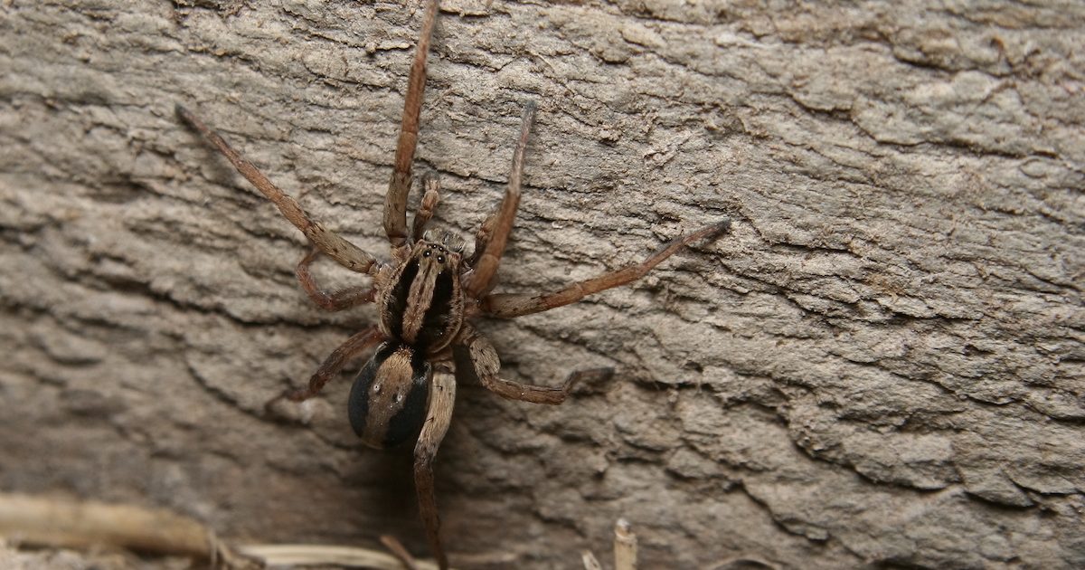 The Fall Guide to Spiders in Florida - Drive-Bye Pest Exterminators