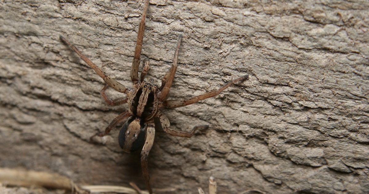 spiders in florida