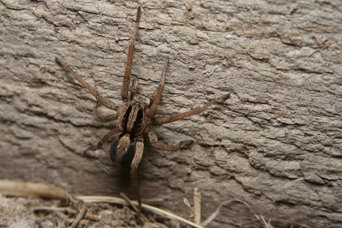 crab spider florida