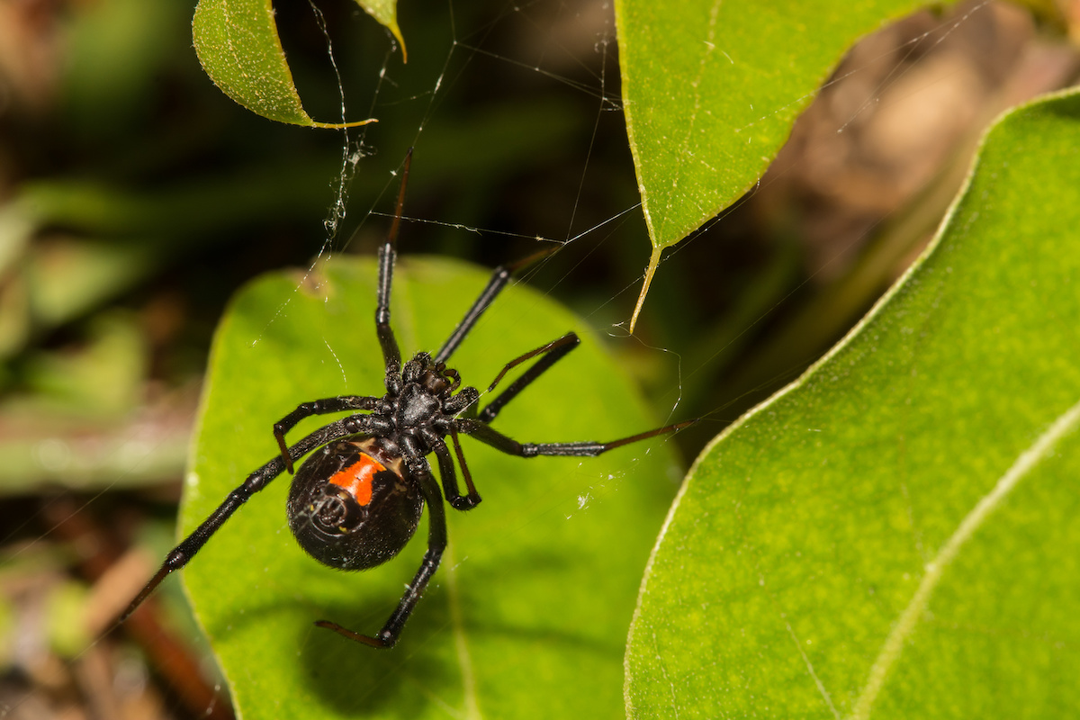 Florida Spiders in the Fall, Preventing Spiders