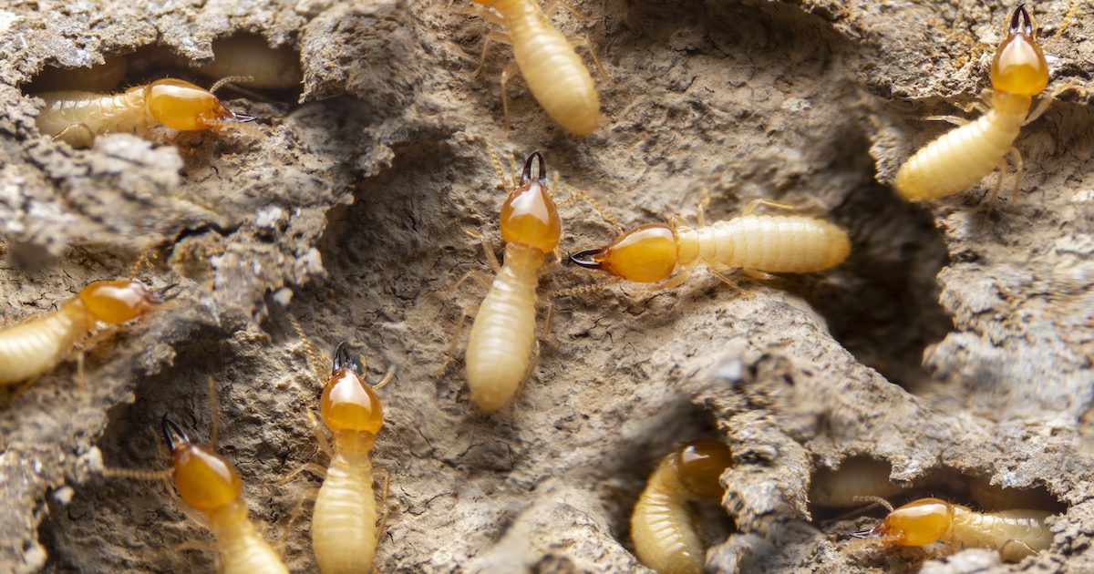 termites in florida