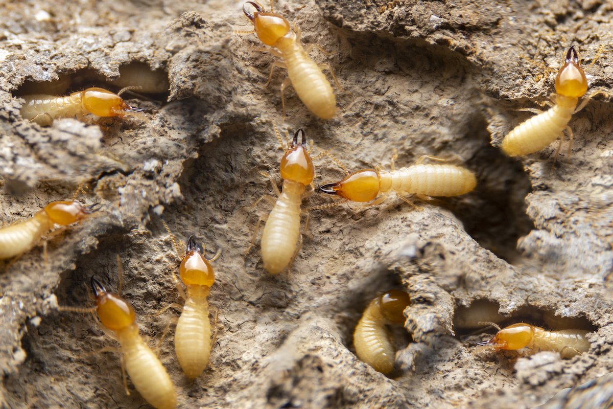 Carpet Beetles  Thrasher Termite & Pest Control