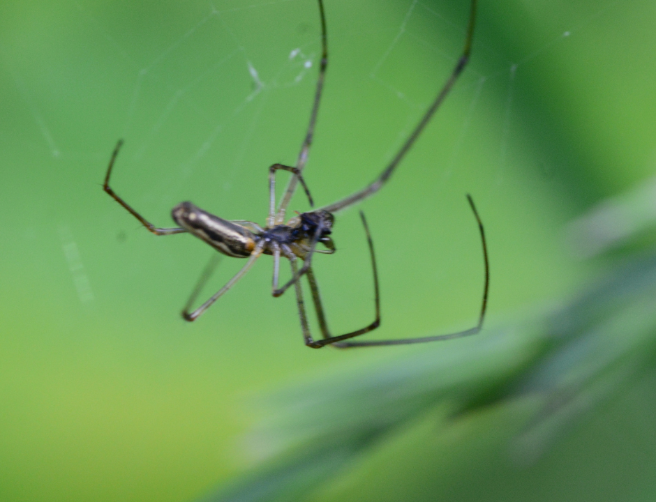 Cellar Spider