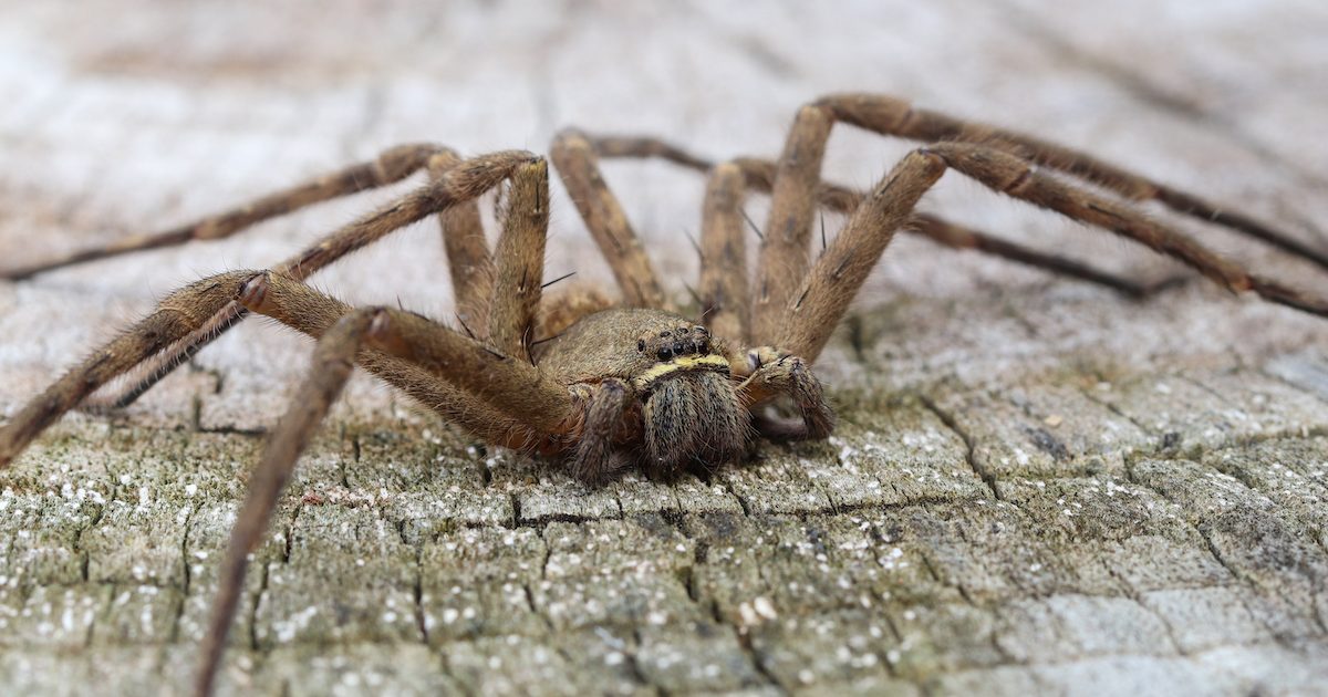 How To Get Rid of Spiders In Your House