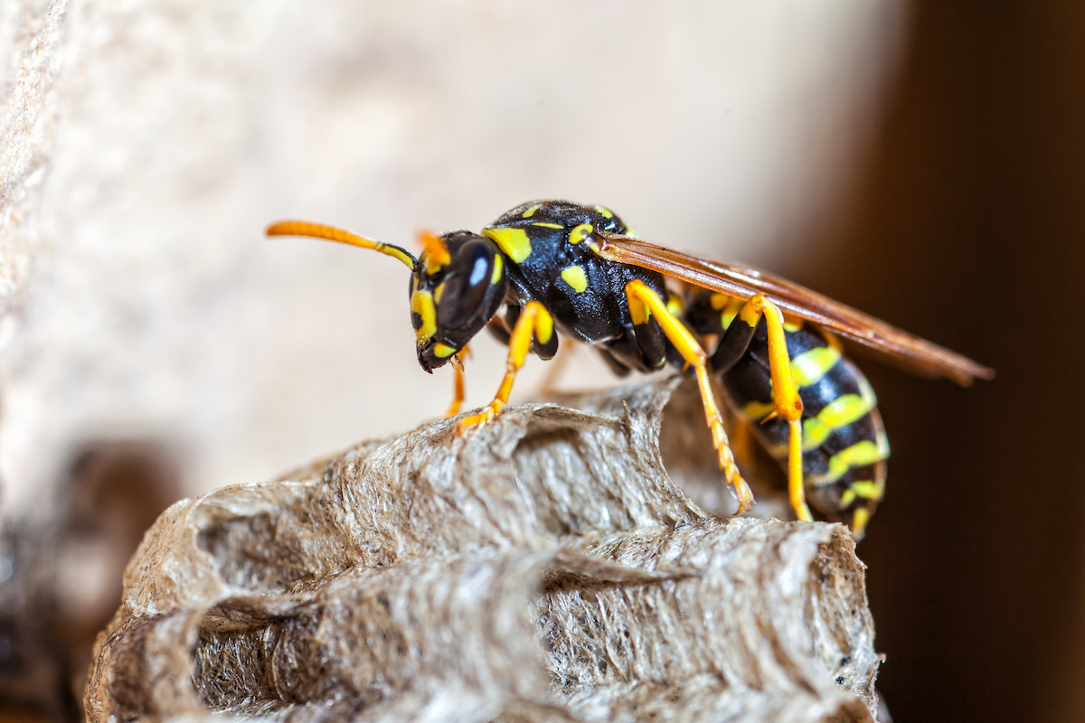 how to get rid of wasp nests