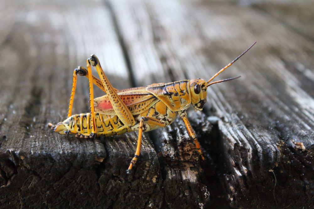 How to Get Rid of Grasshoppers in the House - Drive-Bye Pest Exterminators