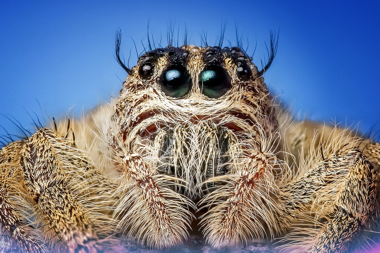 Jumping Spiders - Nature's Way Pest Control