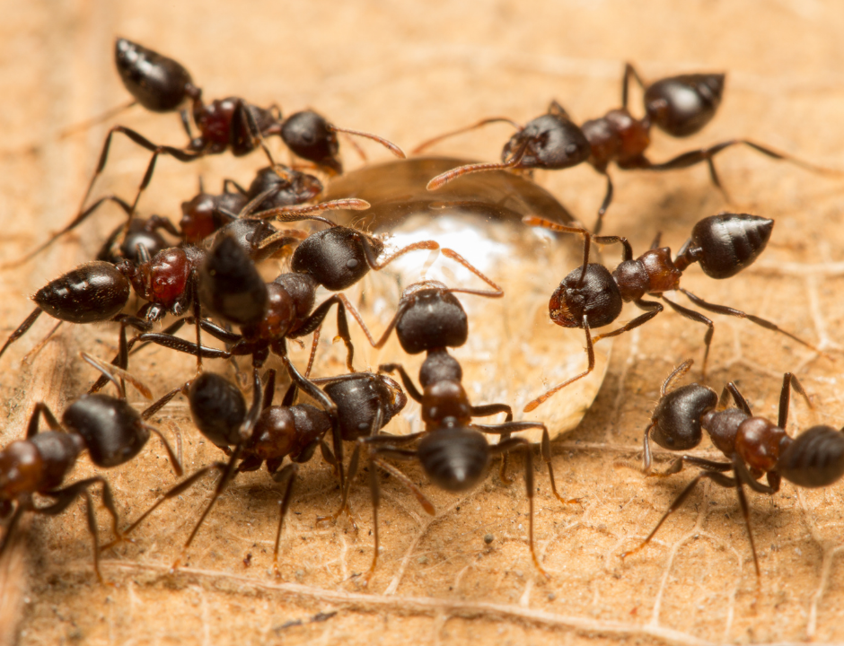 acrobat ants