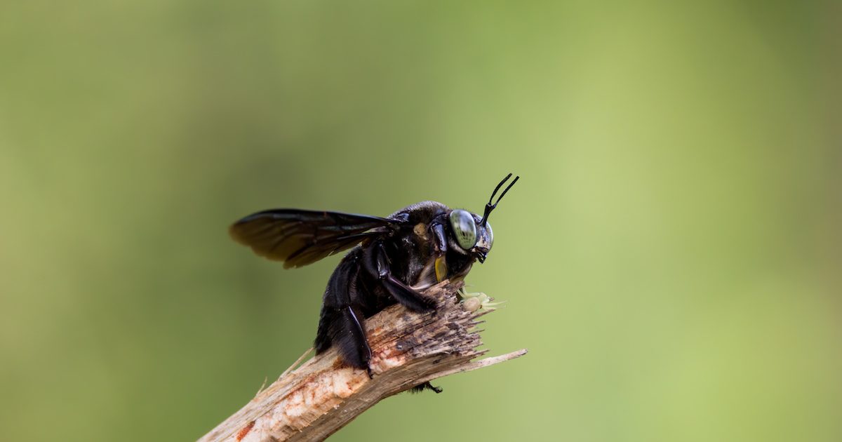 flying insects in florida