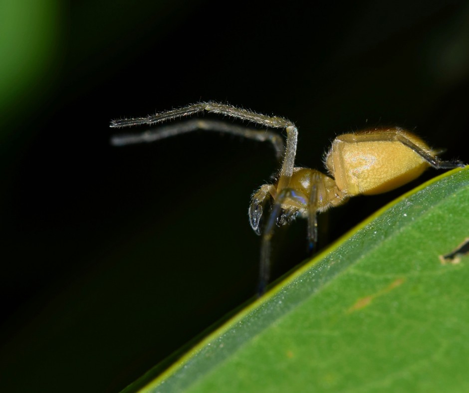 What You Need To Know About Yellow Sac Spiders