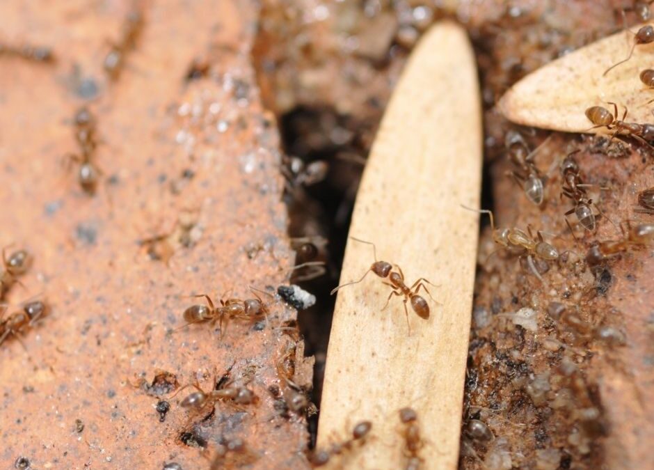 Argentine Ants on the ground