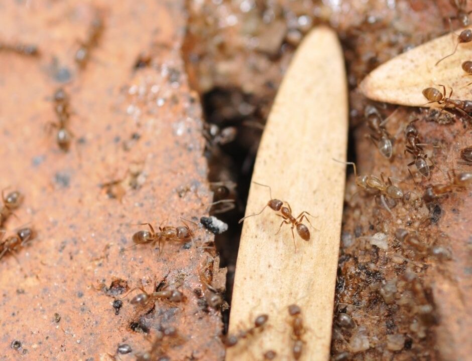 Argentine Ants on the ground