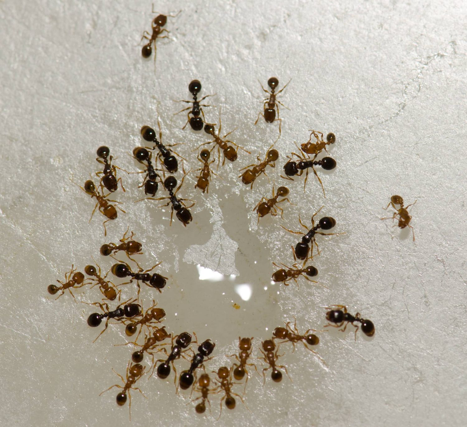 Argentine ants (Linepithema humile)