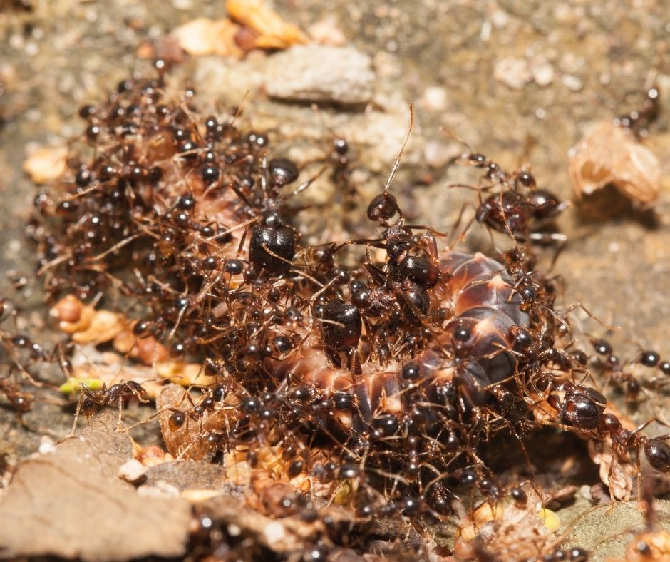 Big Headed ants major and minor eating a bug