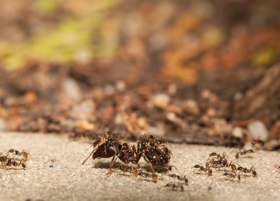 Big Headed Ant