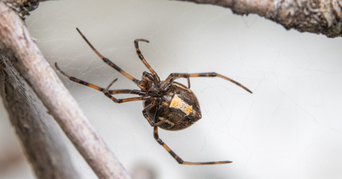 Brown spider with red hourglass 2025 on back