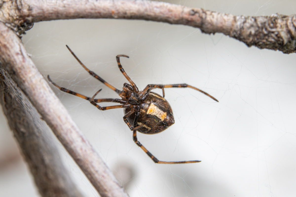 black widow spider web identification