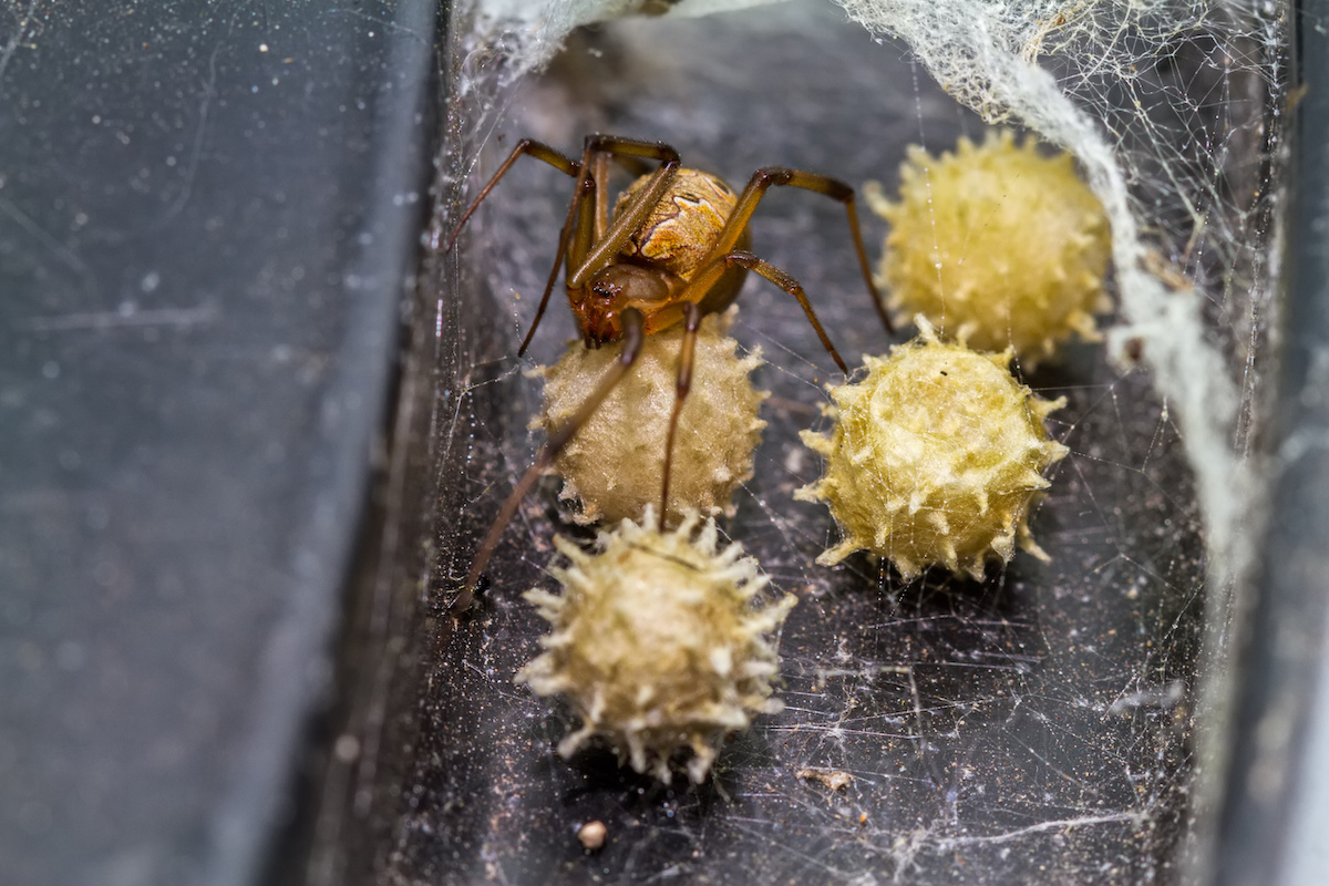 Invasive brown widow spiders are pushing out black widows