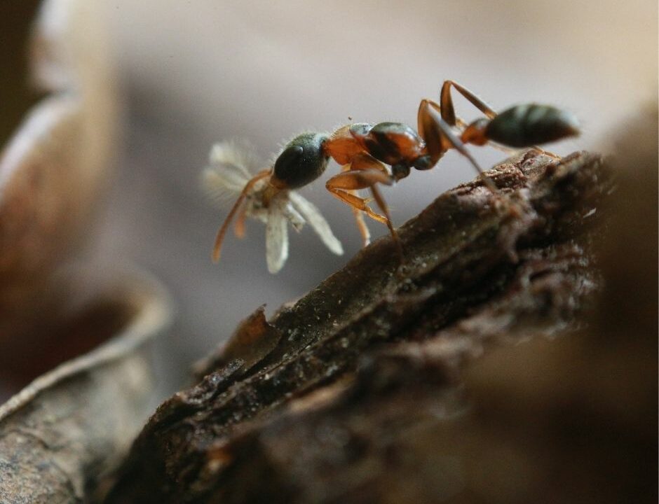 Elongated Twig Ant Pest ID page-