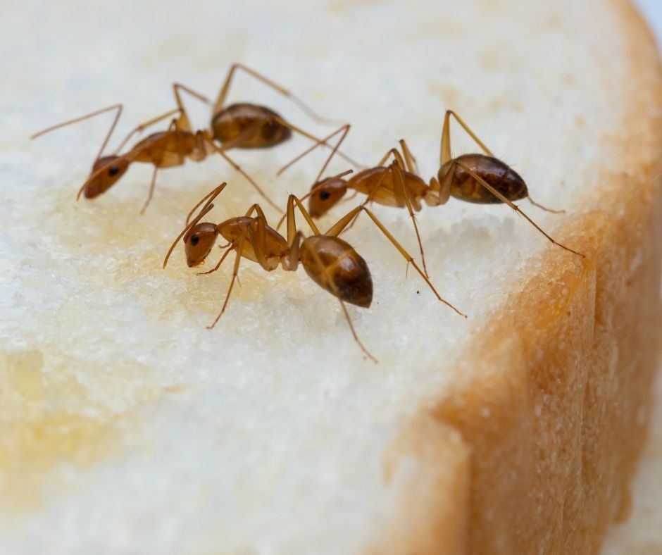 the Crazy ant Pest ID- on a piece of bread