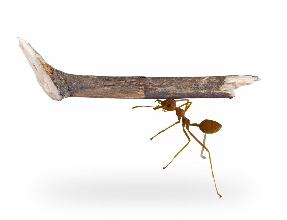 the Crazy ant Pest ID- carrying a stick