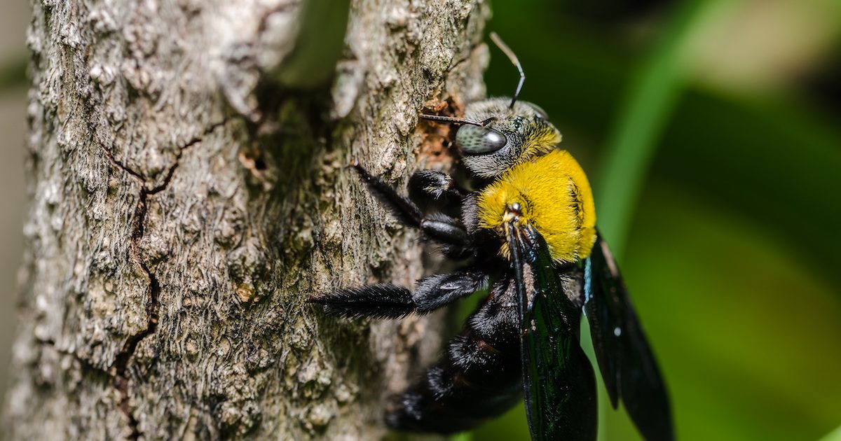 get rid of carpenter bees