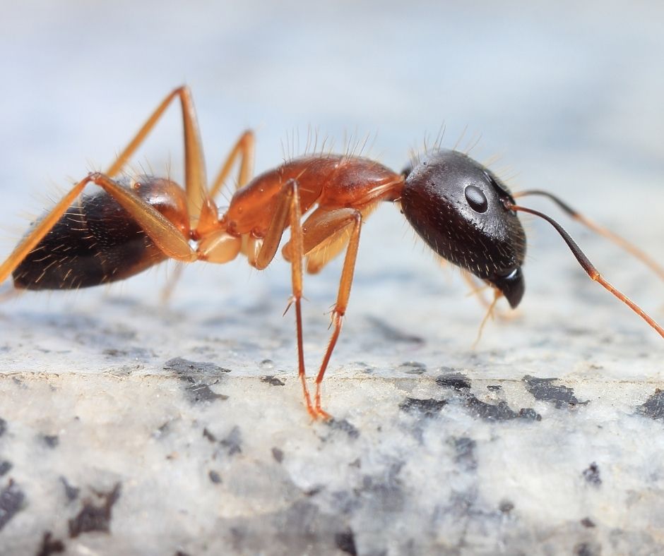 Florida Carpenter Ants