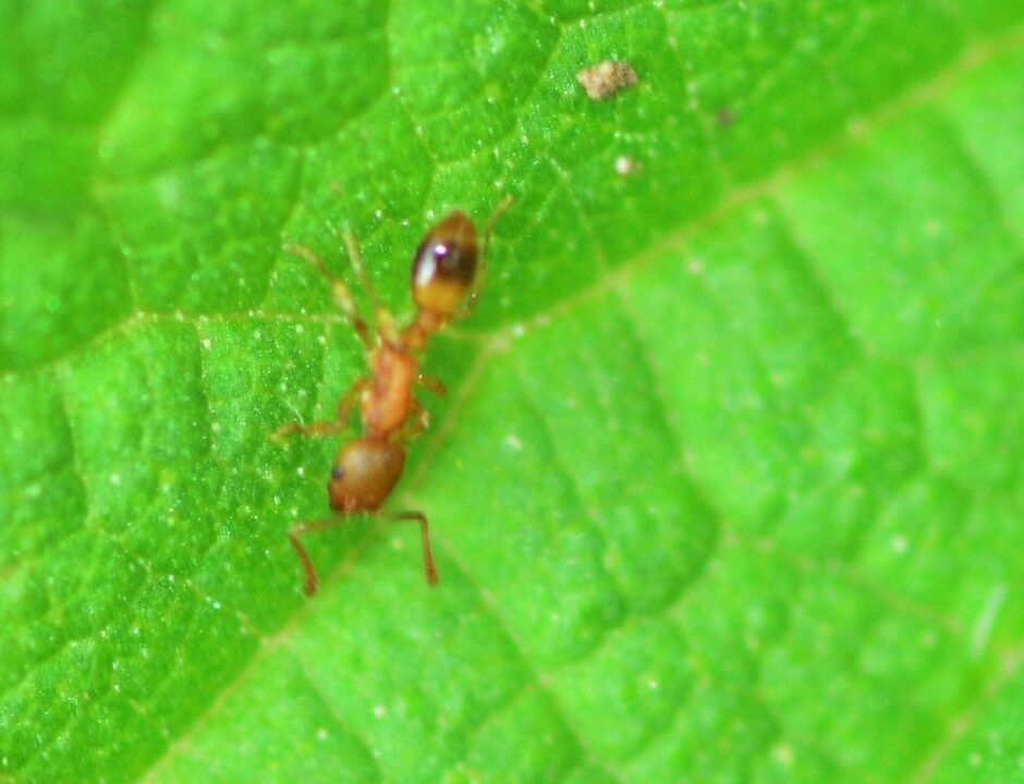 little yellow ant
