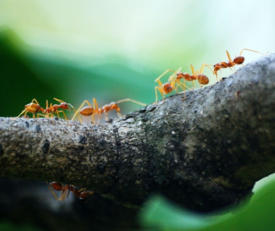 little yellow ant