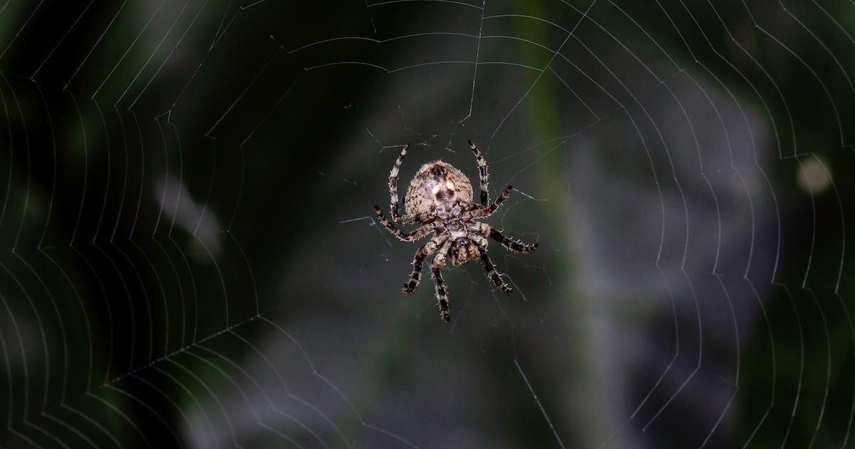 Orb-Weaver Spiders: Spooky Webs But Great For Pest Control