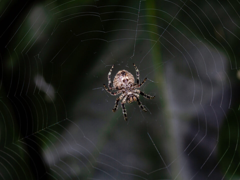 Brown Recluse Spider Nest