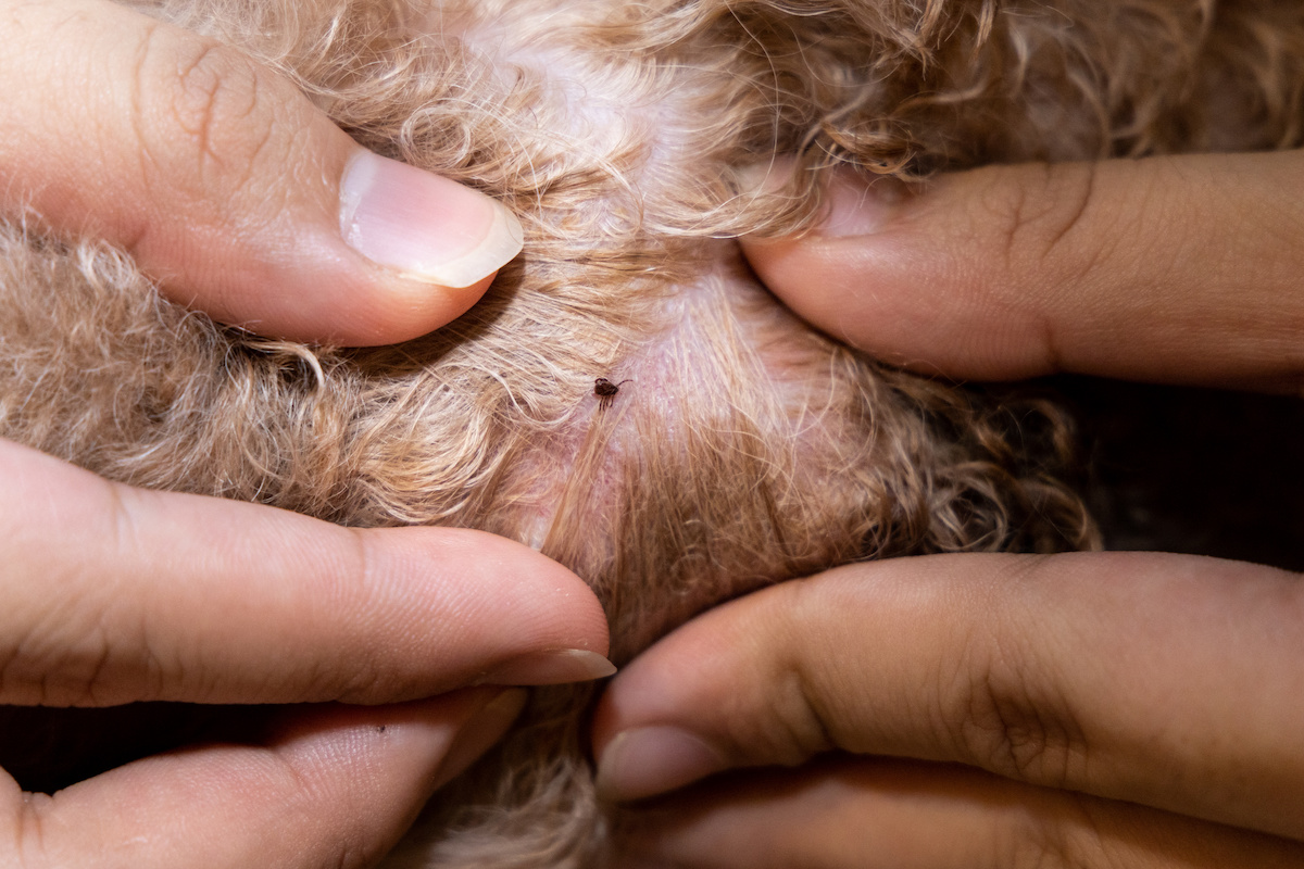 Seed ticks on store dogs