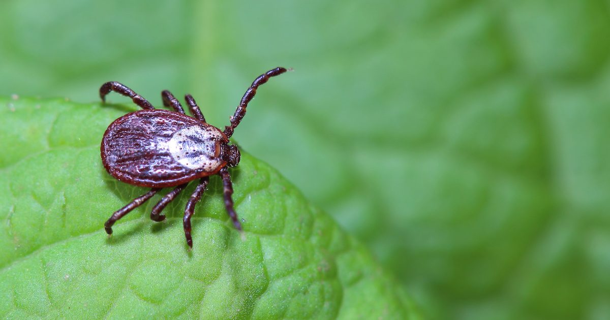 tick awareness week