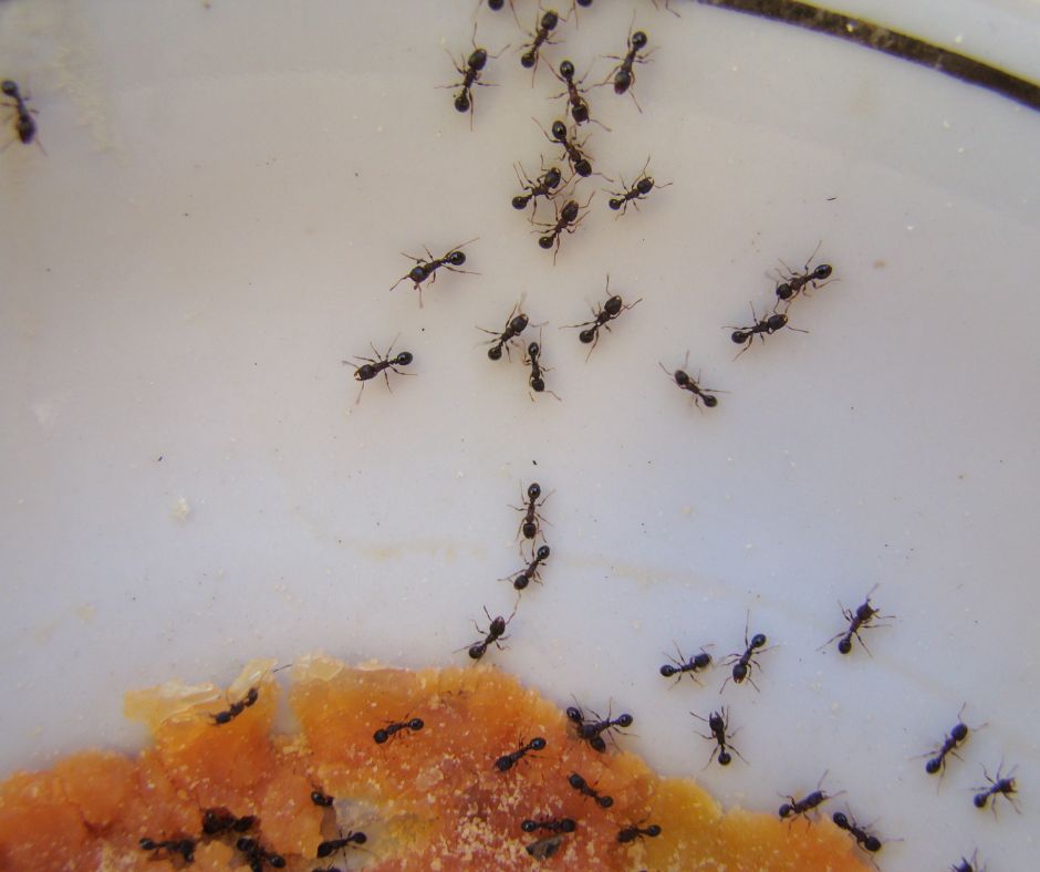 Pavement ants come off the crevice to eat from a spill