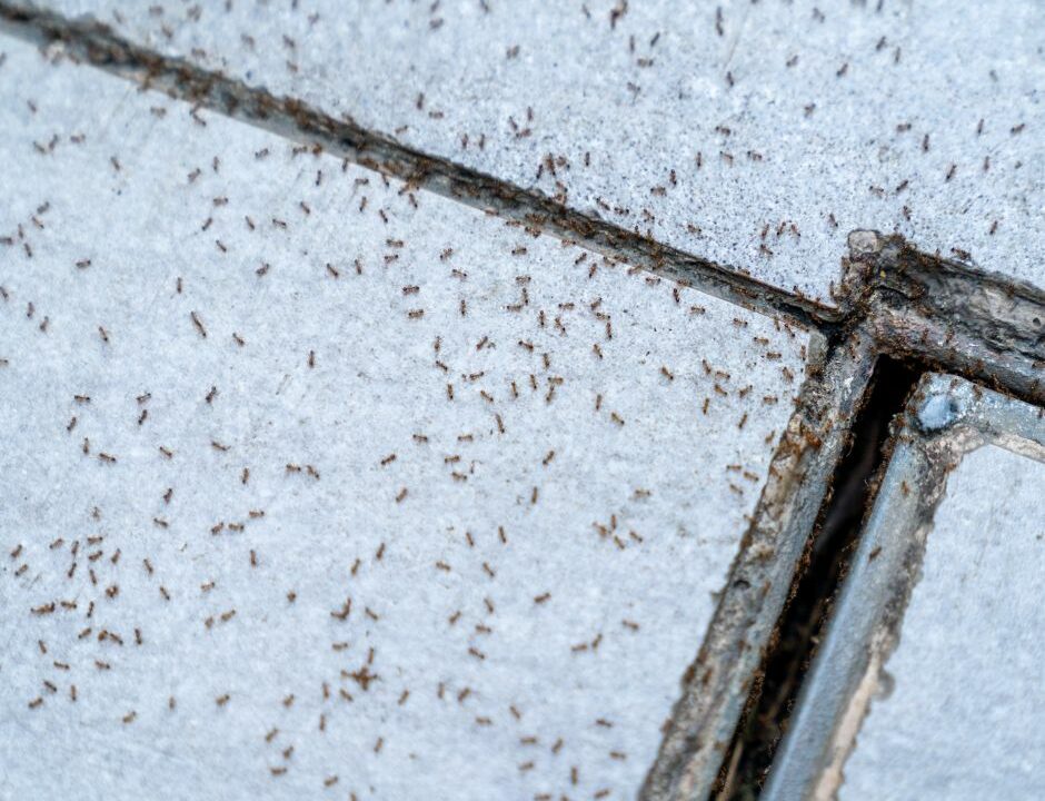 Pavement Ants swarming a sidewalk