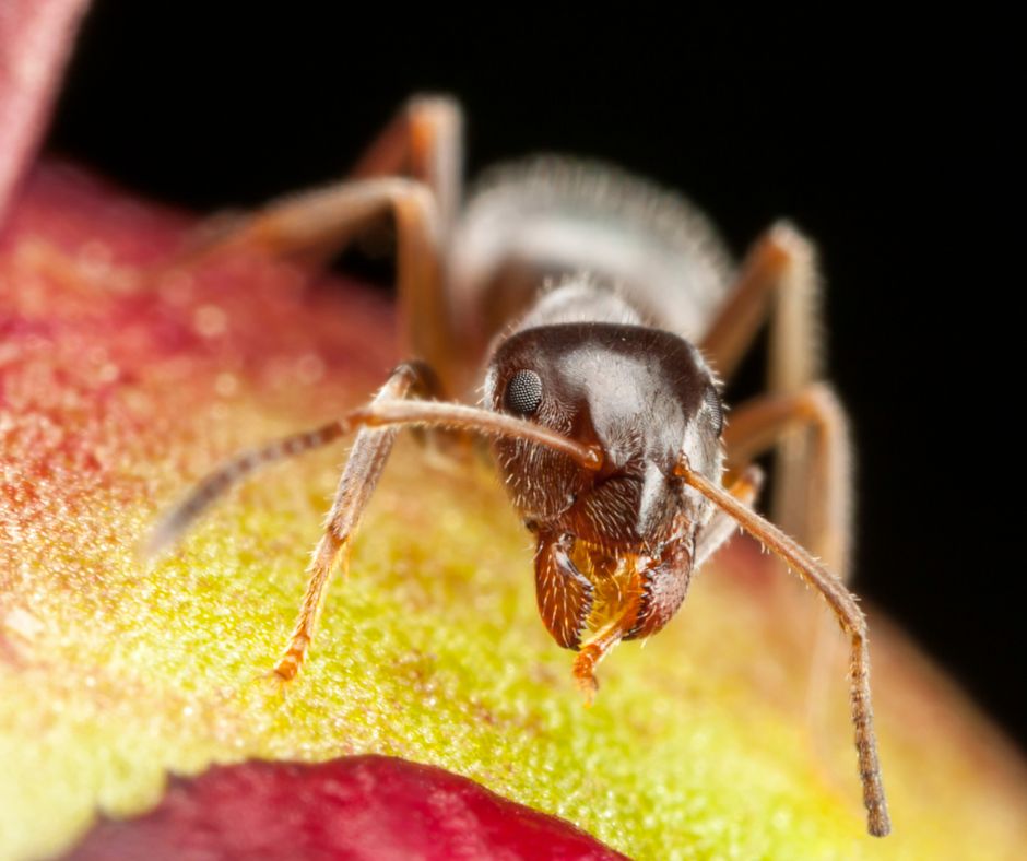 Pharaoh ant on an apple