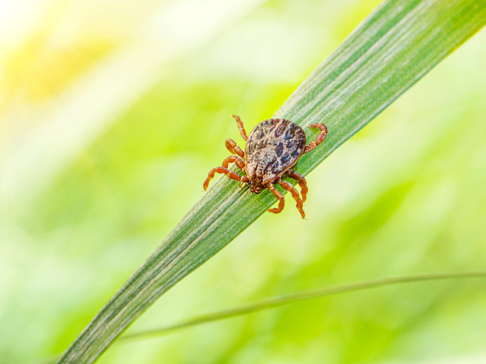 bug free lawn