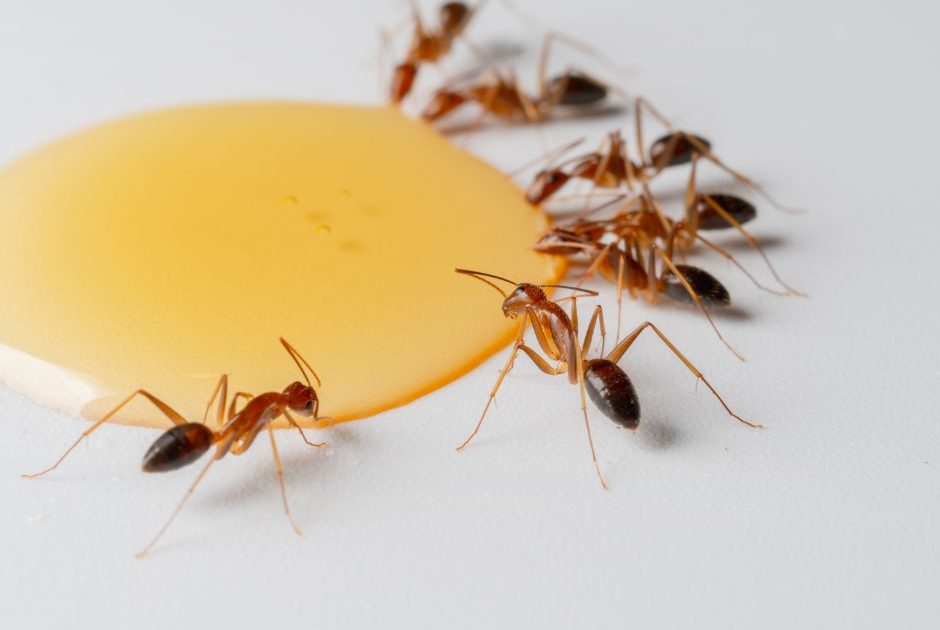 Pyramid Ants drinking sugary liquid