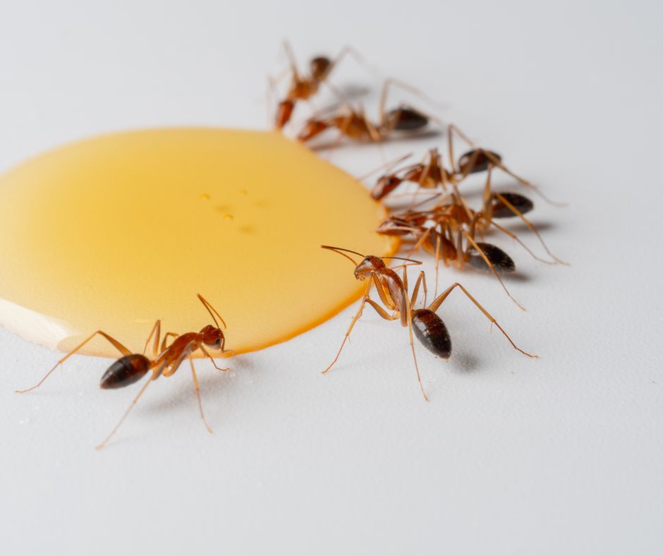 Pyramid Ants drinking sugary liquid