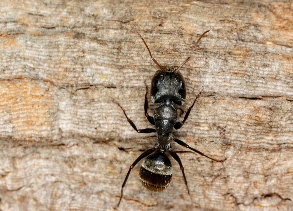 Rover Ant on a piece of wood