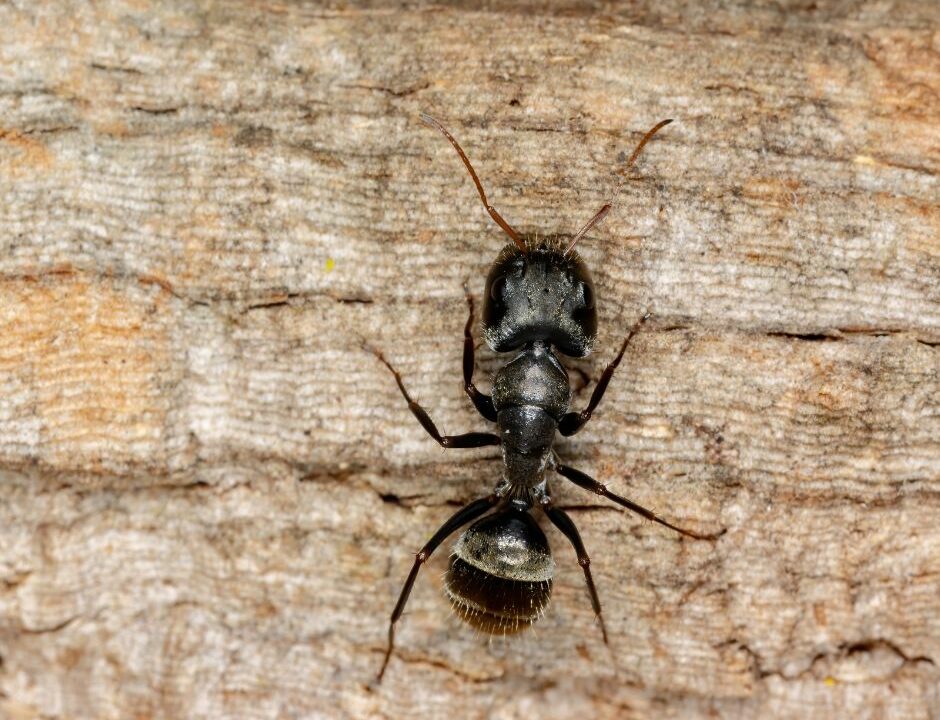 Rover Ant on a piece of wood