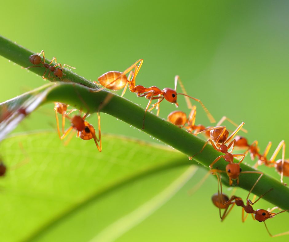 Thief ants crawling together on a branch