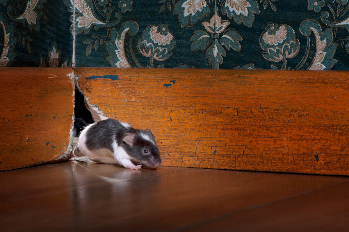 mice in walls