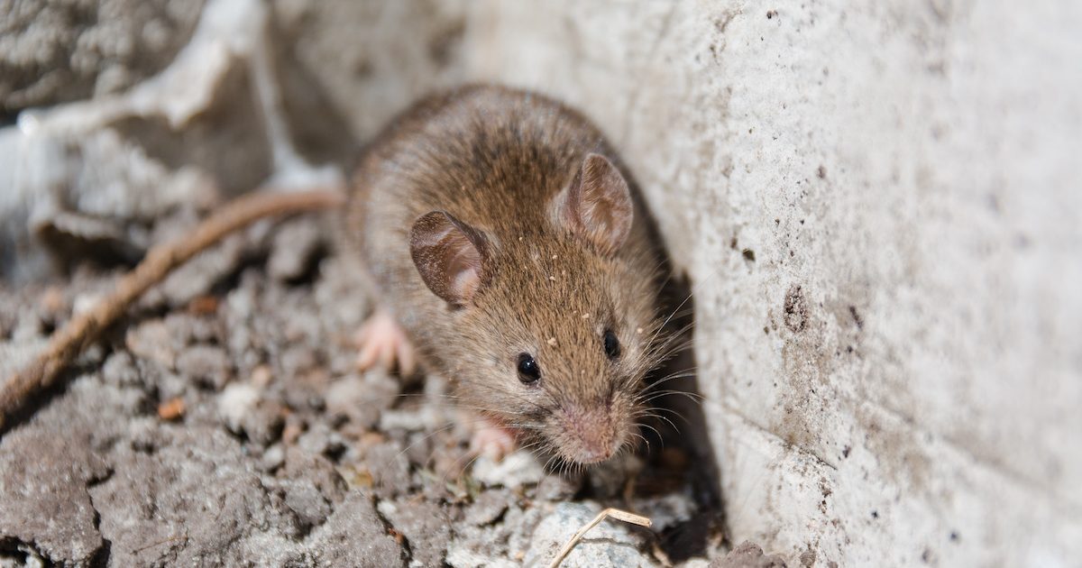 rodent pest control tips