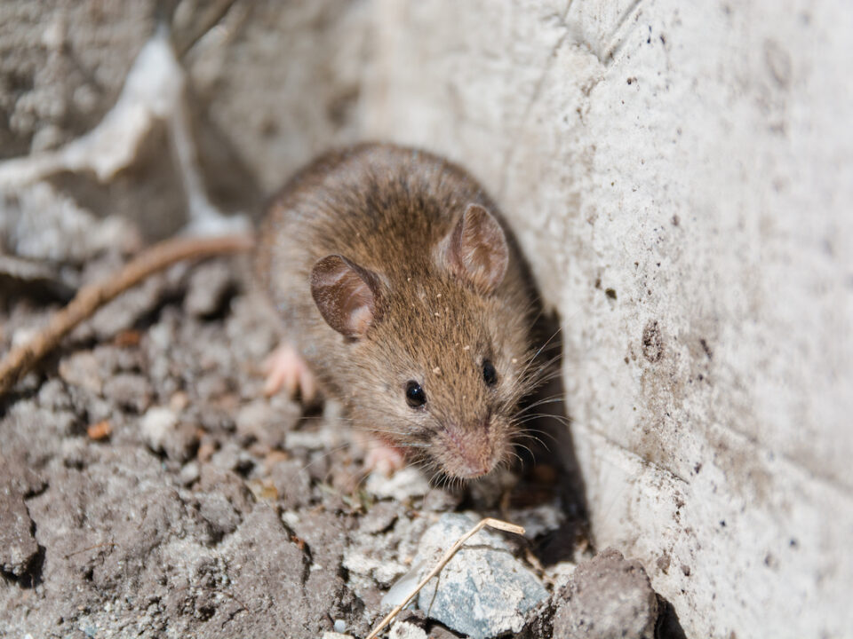 rodent pest control tips