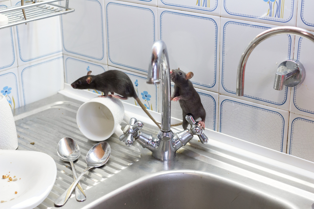 Kitchen Cleaning Archives - Blogs on Pest Control Treatments, Home Cleaning  Tips & Ideas