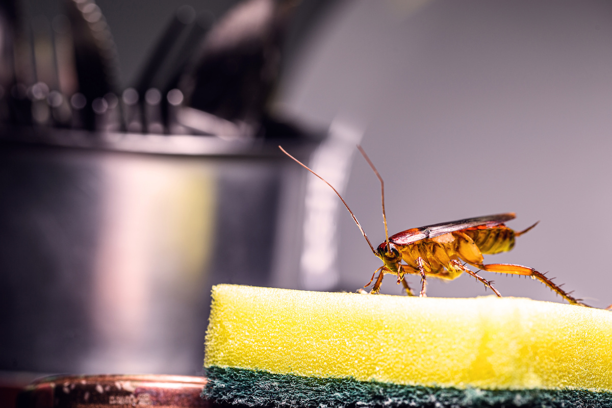 Kitchen Cleaning Archives - Blogs on Pest Control Treatments, Home Cleaning  Tips & Ideas