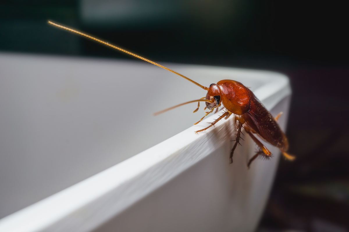 can pest control get rid of roaches